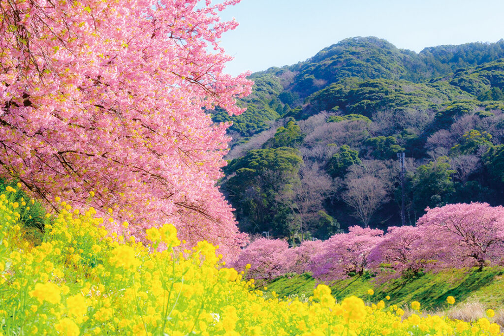 4943 南伊豆　早春の花めぐりと日本が誇る世界遺産「富士山」