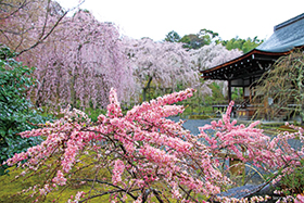1482春の嵐山散策と世界遺産天龍寺庭園ご見学