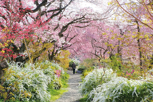 1483 桜のトンネル・原谷苑と御室桜の仁和寺