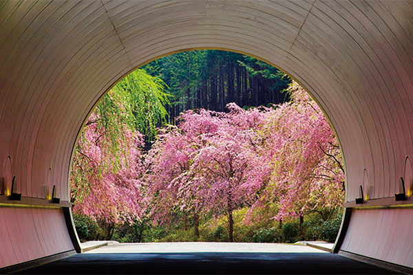 1488 MIHO　MUSEUM桜のトンネルと叶 匠壽庵 山寿亭にてご昼食