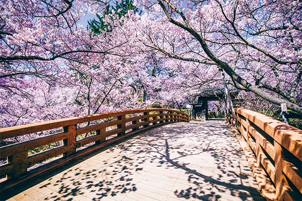 1900 「天下第一の桜」高遠の桜と南信州春の花旅