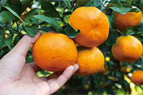 4824日本一の生産量誇る！有田みかん狩り食べ放題と富有柿狩り体験