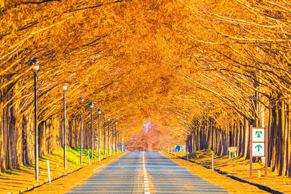 4849 うなぎのひつまむし膳と黄金色に染まるメタセコイア並木