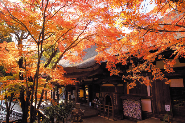 4850 石山寺の紅葉巡りと滋賀県食材ランチブッフェ