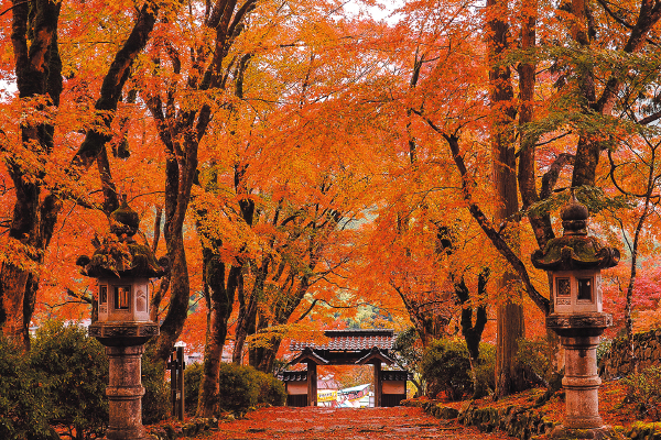 4855 発酵まかないカフェでいただく素材を楽しむご昼食と紅葉の名刹 高源寺