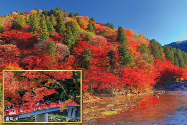 4871 全国屈指の紅葉名所香嵐渓と紅葉と桜の共演「小原の四季桜」