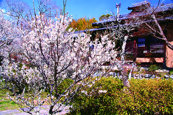 【3月】第1回　関西花の寺二十五ヶ所霊場めぐり