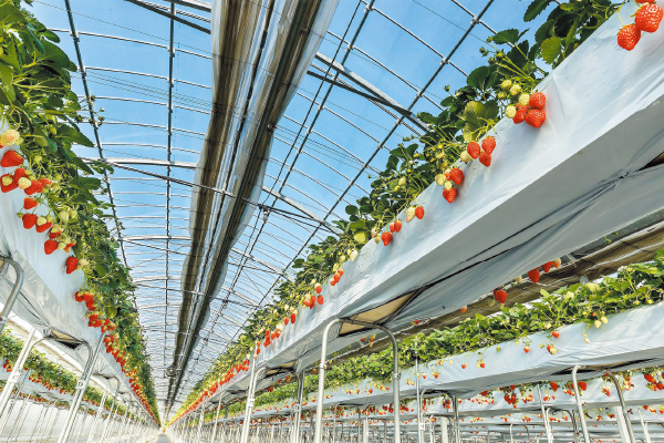 5931滋賀県最大級　人気のいちご園「フェリーチェ」でいちご食べ放題！とビーフシチューランチ