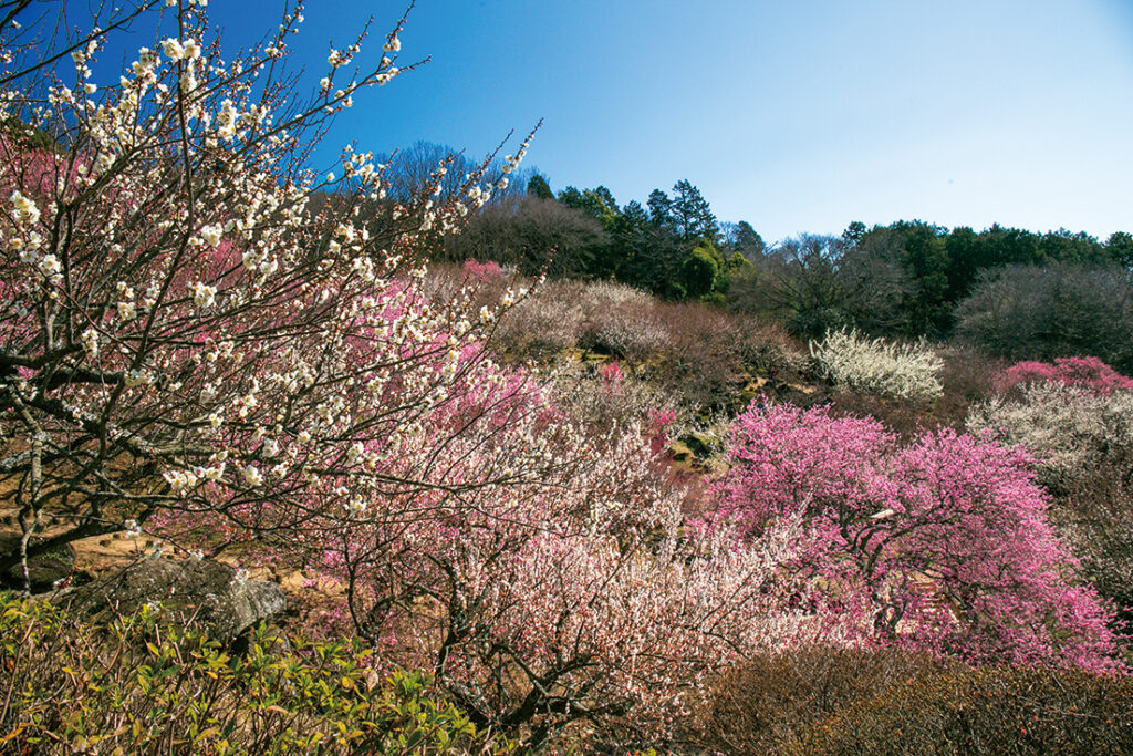 5972五つ星の宿　母畑温泉　八幡屋と茨城2つの梅名所　水戸偕楽園と筑波山梅林