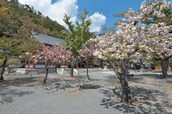 1833鞍馬の雲珠桜　～鞍馬山に咲く多様な桜を観賞～