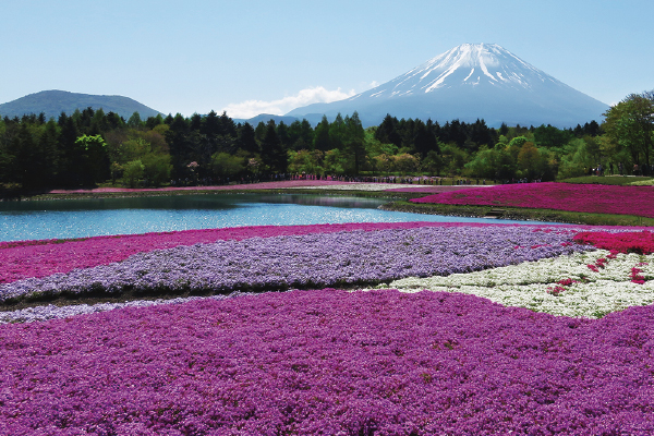 1873富士を望む芝桜まつり