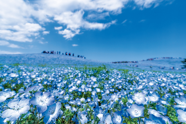 1878国営ひたち海浜公園 青の絨毯!ネモフィラとあしかがフラワーパーク ふじのはな物語「大藤まつり」北関東春の花競演と世界遺産日光東照宮