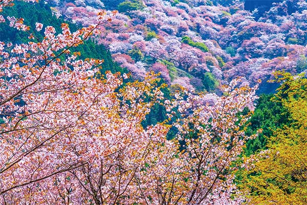 1801滞在時間3時間！世界遺産 吉野千本桜