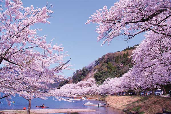 1809 貸切船で行く!海津大崎桜お花見クルーズ!