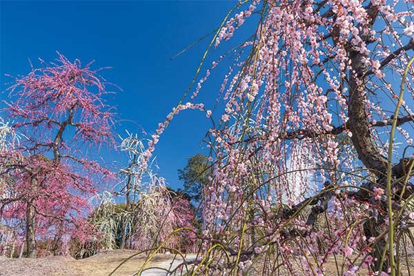 1811宇治・萬福寺の開祖が伝えた普茶料理と250本ものしだれ梅が咲き誇る絶景スポット！花の寺 三室戸寺