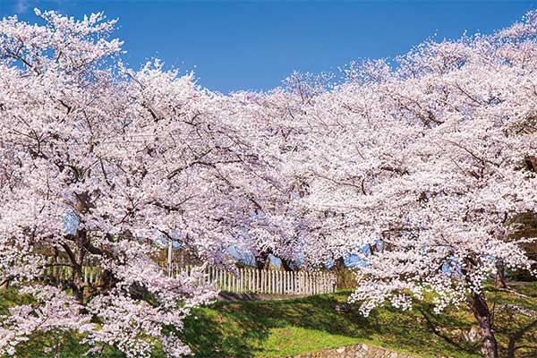 1818 春の東北桜旅と五つ星の宿 天童温泉ほほえみの宿滝の湯にご宿泊
