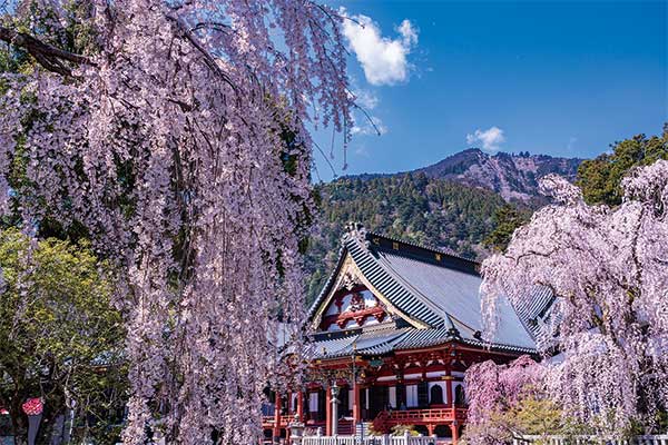 1822甲府・湯村温泉常磐ホテルと身延山久遠寺しだれ桜
