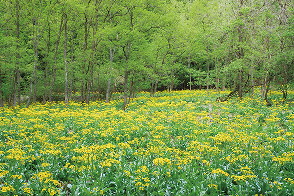 9891サワオグルマ群生地 余呉湖ハイキング