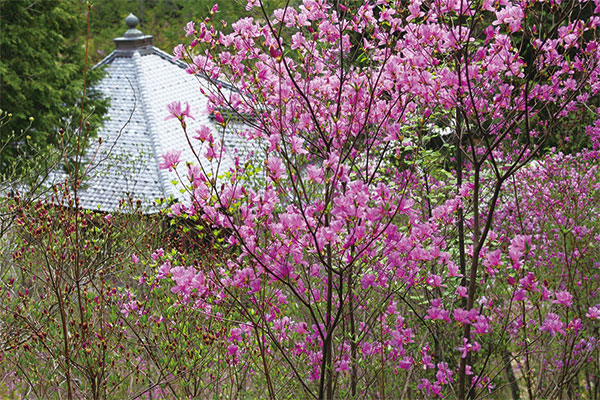 【4月】第2回　関西花の寺二十五ヶ所霊場めぐり