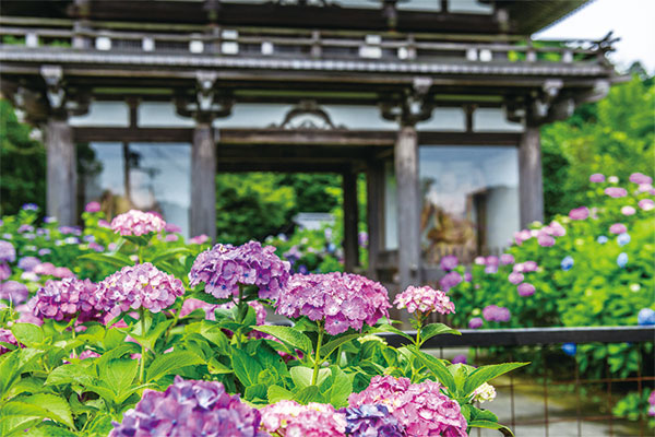 【6月】第4回　関西花の寺二十五ヶ所霊場めぐり