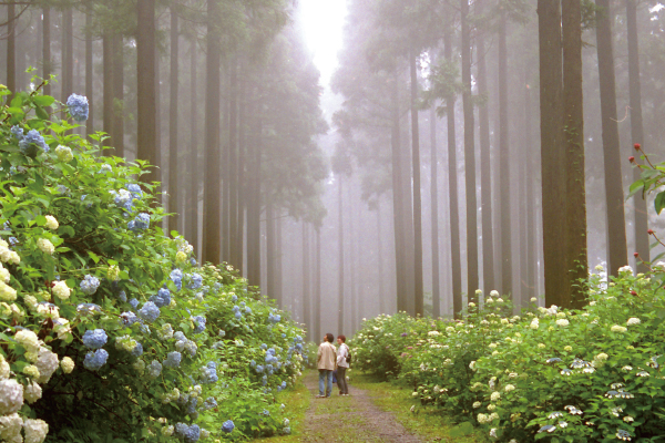 2858約400種4万株のあじさいが咲き誇る幻想的な空間世界文化遺産中尊寺とみちのくあじさい園