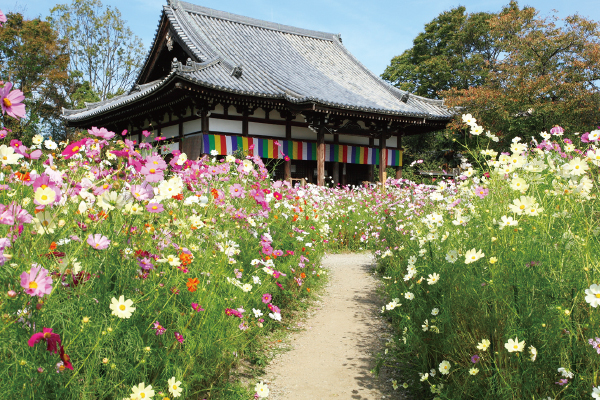 【11月】第7回　関西花の寺二十五ヶ所霊場めぐり