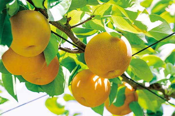 3902甘さ超特急!鳥取オリジナル品種「新甘泉梨(しんかんせんなし)」食べ放題 30分2個お持ち帰り付き!