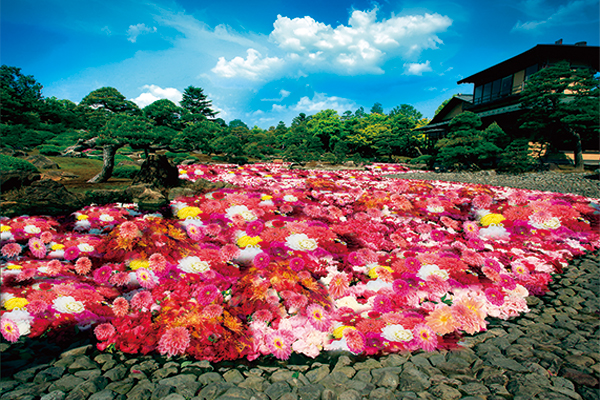 4730日本庭園 由志園「池泉天竺牡丹」と日本最大級のフラワーパークとっとり花回廊