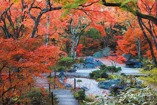 4742竹仙の湯豆腐と嵯峨野・隠れ紅葉 ~宝筐院・厭離庵~