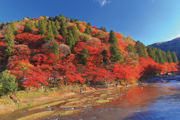4774「香嵐渓もみじまつり」と「小原四季桜」