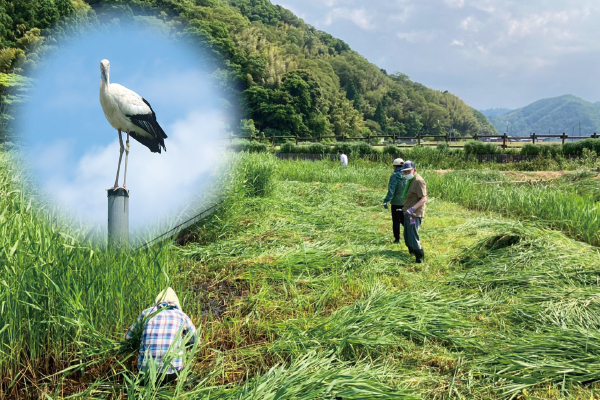 4781コウノトリを救う!餌場づくり体験 と名湯城崎温泉ご宿泊