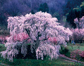 1472大願寺の薬草料理と樹齢３００年”又兵衛桜”