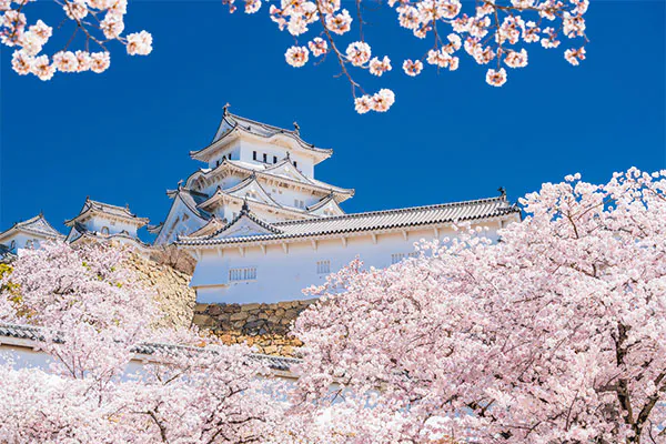 1881 世界遺産登録30周年 桜の姫路城と西村屋白鷺館特製姫路おでん御膳