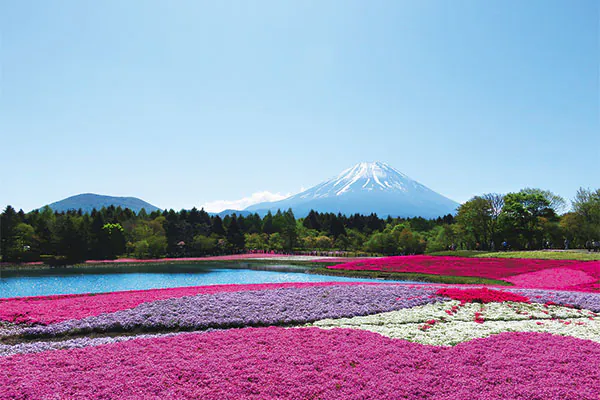 1899 ホテルマウント富士ご宿泊　富士を望む芝桜まつり