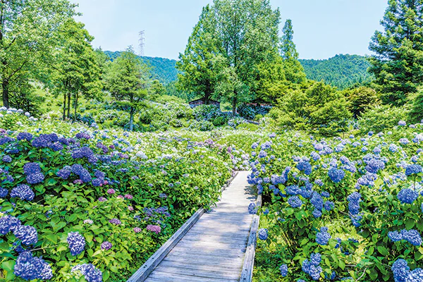 2236 西日本最大級のアジサイ園で色とりどりに咲き乱れるアジサイ観賞と舞鶴湾を一望「五老スカイタワー」
