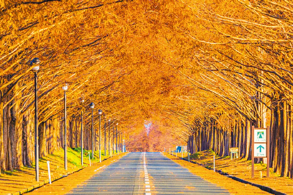 4849 うなぎのひつまむし膳と黄金色に染まるメタセコイア並木