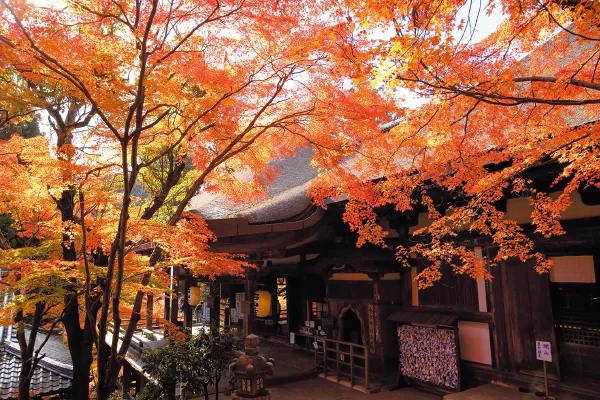 4850 石山寺の紅葉巡りと滋賀県食材ランチブッフェ