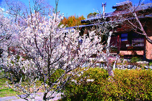 【3月】第1回　関西花の寺二十五ヶ所霊場めぐり