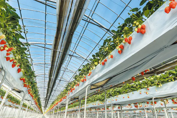 5931滋賀県最大級 人気のいちご園「フェリーチェ」でいちご食べ放題!とビーフシチューランチ