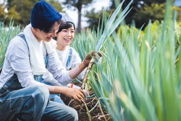 5937旬の岩津ねぎ収穫体験と但馬牛本丸御膳をご堪能！採れたて岩津ねぎ約3ｋｇお持ち帰り！