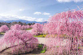 5970鈴鹿の森庭園 日本の伝統園芸文化しだれ梅と椿大神社