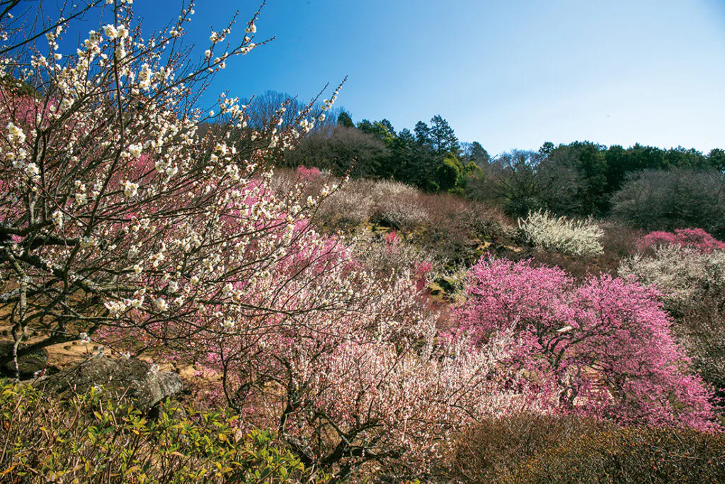 5972五つ星の宿 母畑温泉 八幡屋と茨城2つの梅名所 水戸偕楽園と筑波山梅林