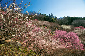 5972五つ星の宿 母畑温泉 八幡屋と茨城2つの梅名所 水戸偕楽園と筑波山梅林