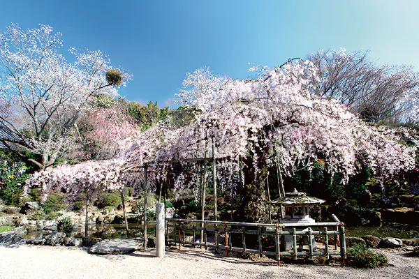 1825吉野山 名園の宿「竹林院群芳園」でいただく「太閤椀」 と 吉野山散策