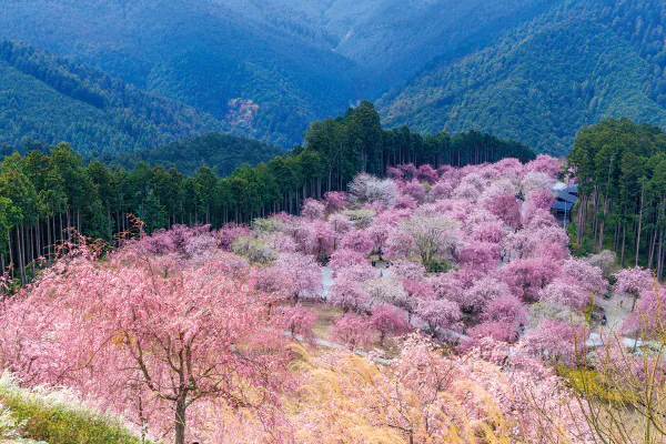 1827天空の庭高見の郷