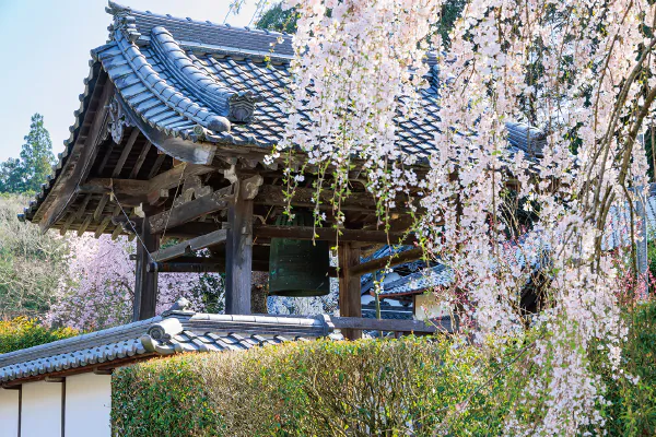 1831大願寺の薬草料理と樹齢300年”又兵衛桜”