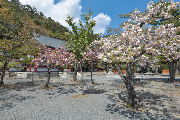 1833鞍馬の雲珠桜　～鞍馬山に咲く多様な桜を観賞～