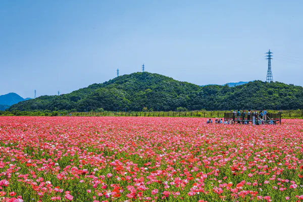 1834笠岡ベイファームと倉敷美観地区散策