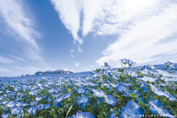 1835ネモフィラ祭り2026 と 三田 芝桜園 花のじゅうたん