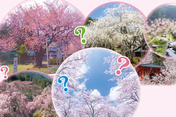 1838桜ミステリー